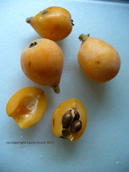loquats