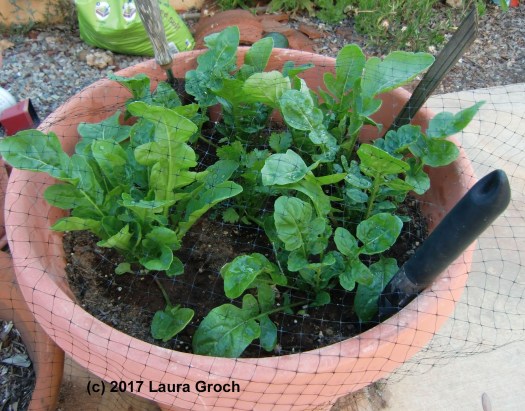 Arugula growing in a container in the garden. (Photo by Laura Groch)